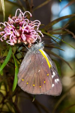 nysa-jezabel-butterfly-delias-nysa-nysa