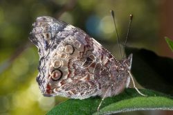 australian-admiral-butterfly-vanessa-itea