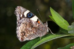 australian-admiral-butterfly-vanessa-itea-2