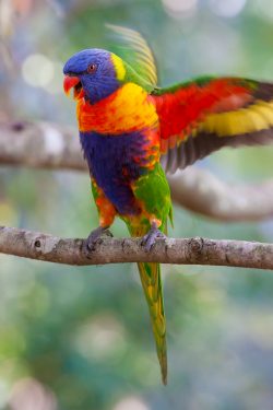 rainbow-lorikeet