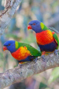 rainbow-lorikeet-2