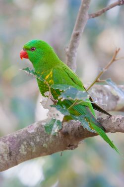 scaly-breasted-lorikeet