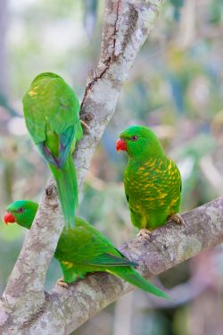 scaly-breasted-lorikeet-2