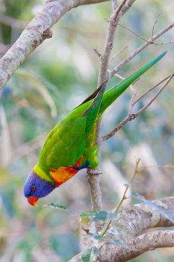 rainbow-lorikeet-3