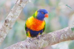 rainbow-lorikeet-4