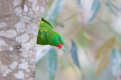 scaly-breasted-lorikeet-3