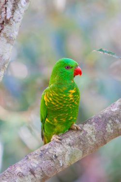 scaly-breasted-lorikeet-4