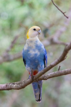 pale-headed-rosella
