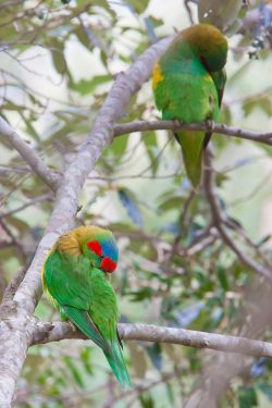 musk-lorikeet