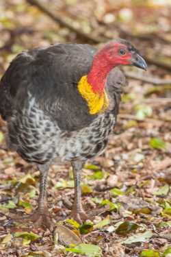 scrub-turkey