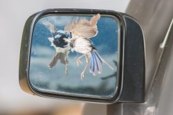 blue-wren-superb-fairy-wren
