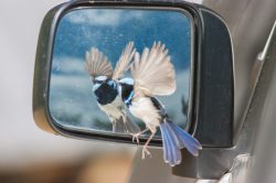blue-wren-superb-fairy-wren-2