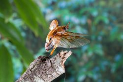 christmas-beetle-in-flight-2