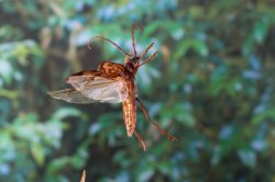 longicorn-beetle