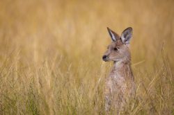 grey-kangaroo-macropus-giganteus