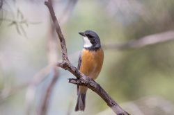 rufous-whistler-pachycephala-rufiventris-6