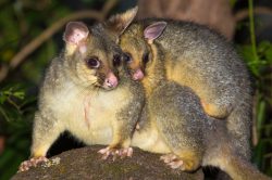 common-brushtail-possum-trichosurus-vulpecula-6
