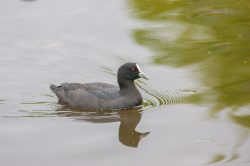 eurasian-coot