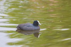 eurasian-coot-2