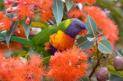 rainbow-lorikeet-5