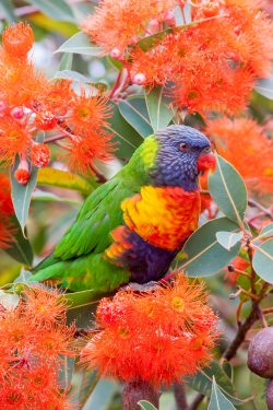 rainbow-lorikeet-7