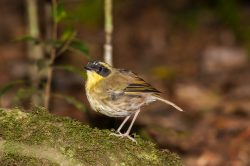 yellow-throated-scrubwren-sericornis-citreogularis-2