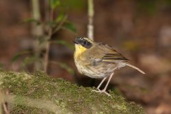 yellow-throated-scrubwren-sericornis-citreogularis