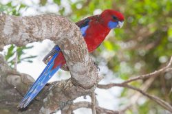 crimson-rosella