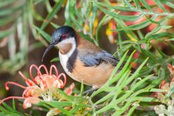 eastern-spinebill