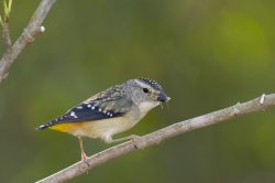 spotted-pardalote-2