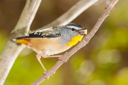 spotted-pardalote-3