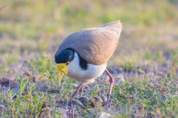 masked-lapwing-with-nest-australia