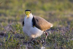 masked-lapwing-with-nest-australia-2