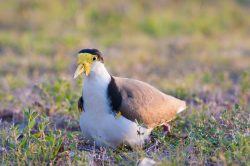 masked-lapwing-with-nest-australia-4
