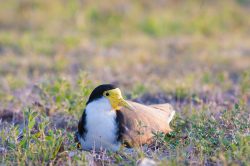 masked-lapwing-with-nest-australia-5