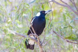 australian-magpie