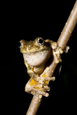 perons-or-emerald-spotted-tree-frog-australia
