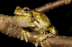 perons-or-emerald-spotted-tree-frog-australia-2