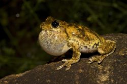 perons-or-emerald-spotted-tree-frog-australia-3