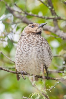 regent-bowerbird