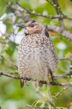regent-bowerbird-2