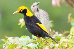 regent-bowerbird-3