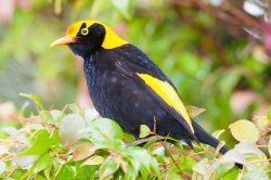 regent-bowerbird-4