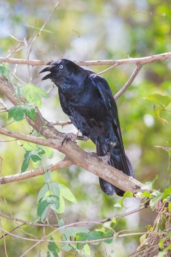 torresian-crow