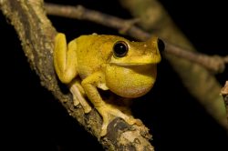 Tyler's Tree Frog (Litoria tyleri)