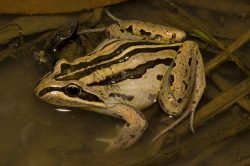 striped-grass-frog-australia