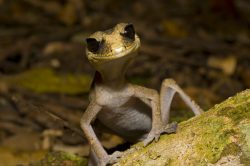 chameleon-gecko-australia