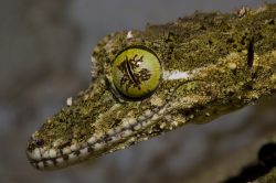 northern-leaf-tailed-gecko-australia