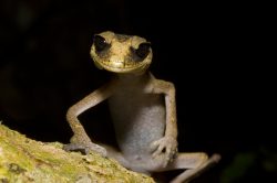 chameleon-gecko-australia-2
