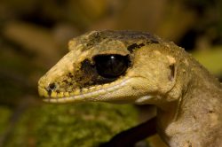 chameleon-gecko-australia-3